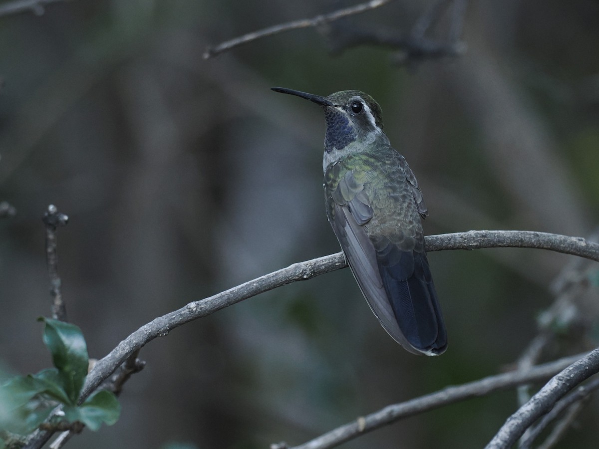 Blue-throated Mountain-gem - ML643151120