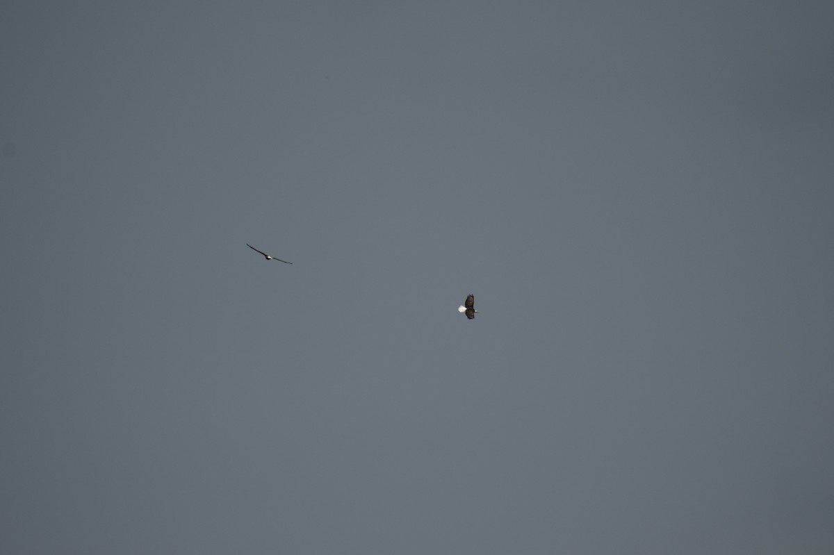 Bald Eagle - ML643151142
