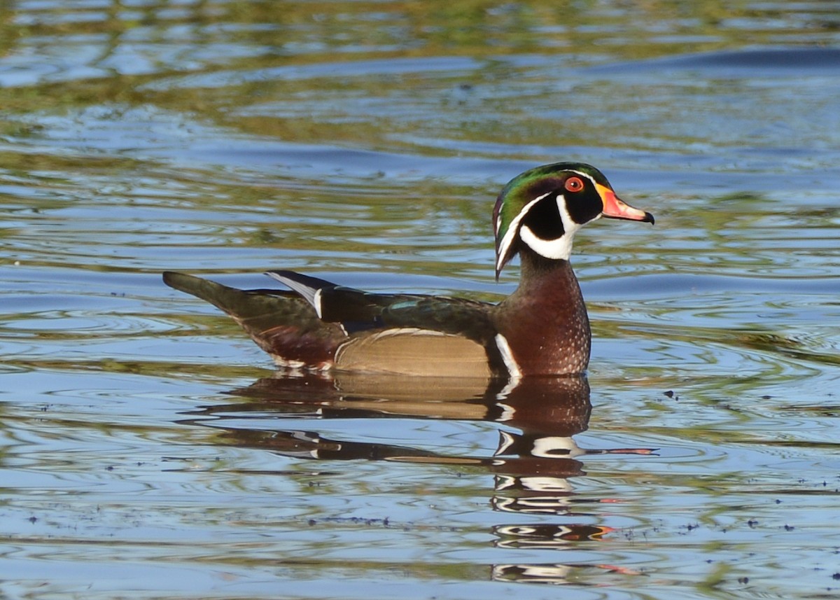 Wood Duck - ML643151150