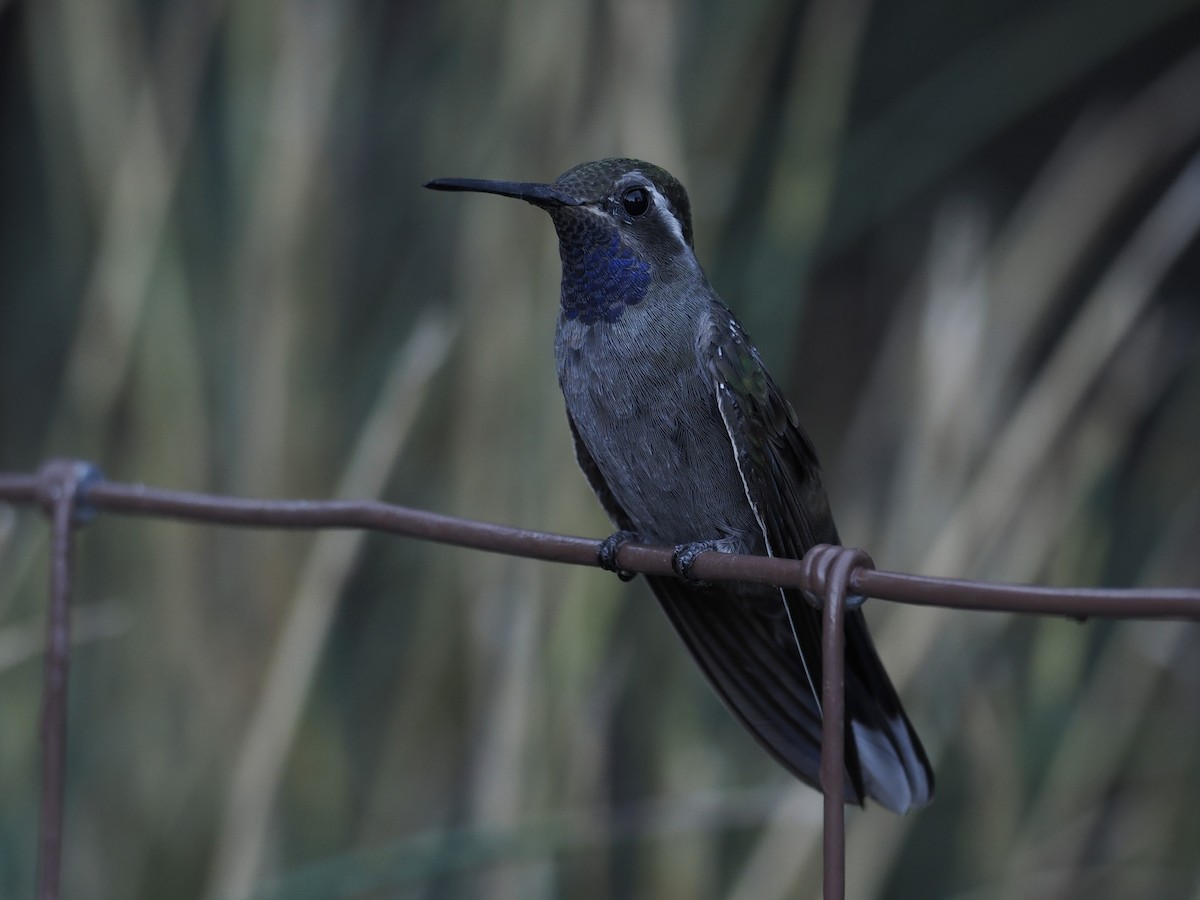 Blue-throated Mountain-gem - ML643151168