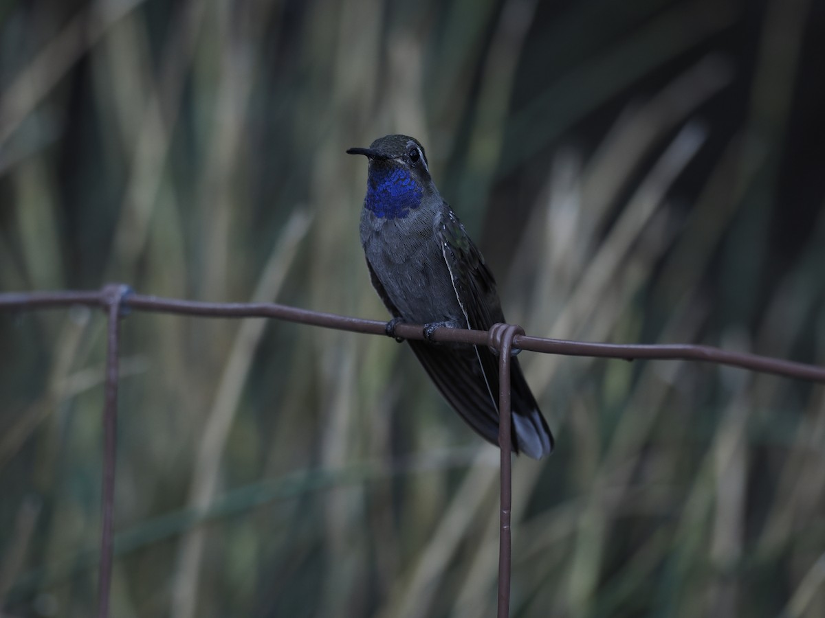 Blue-throated Mountain-gem - ML643151173