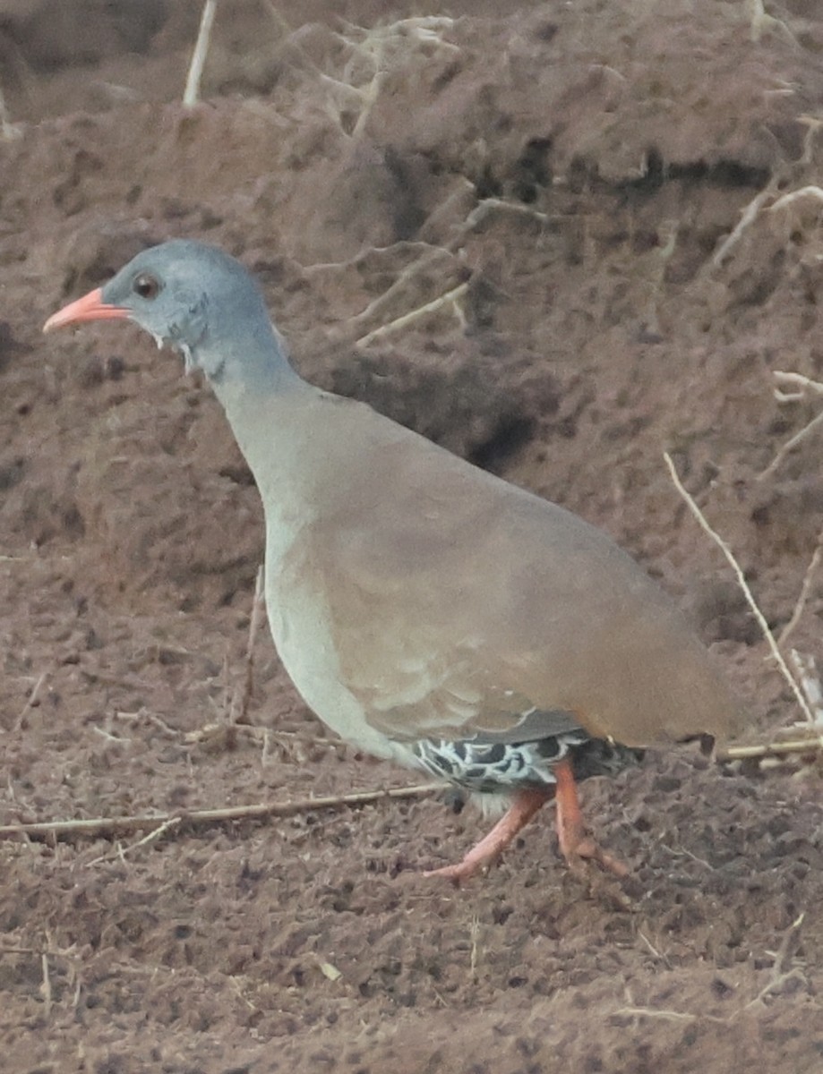 Small-billed Tinamou - ML643151187