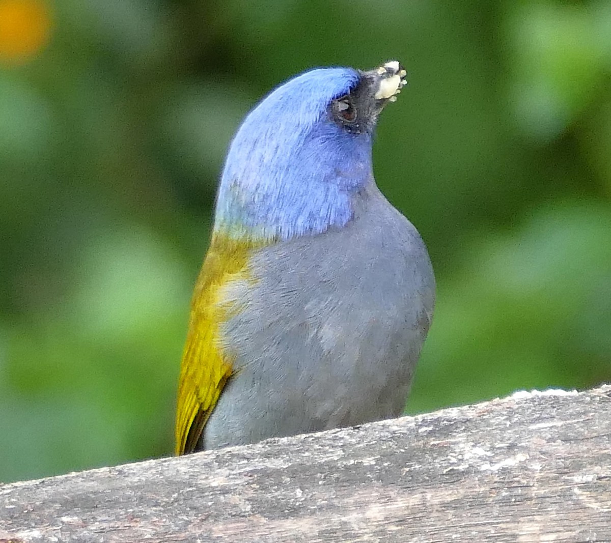 Blue-capped Tanager - ML643151194