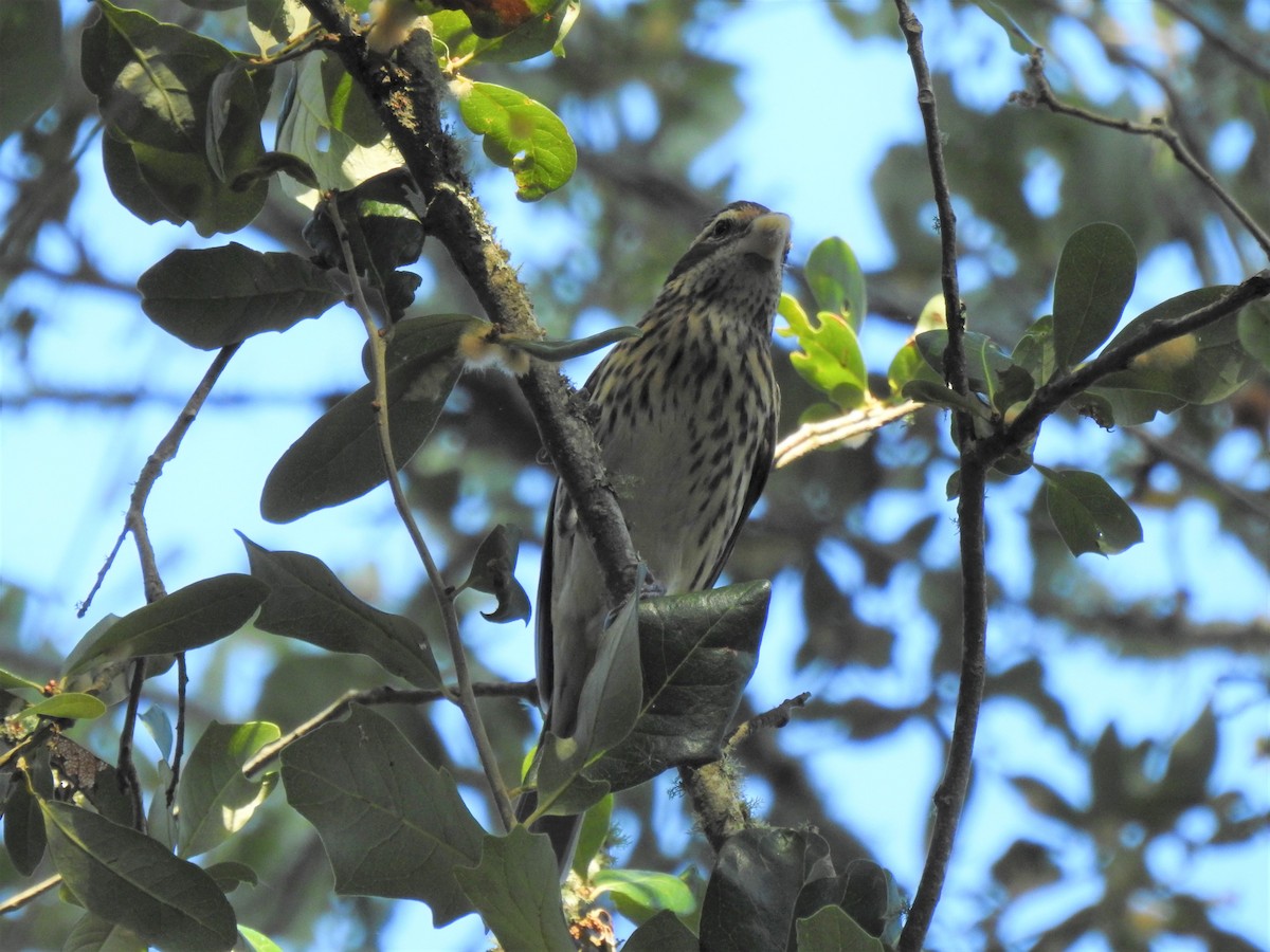 Rose-breasted Grosbeak - ML643151207