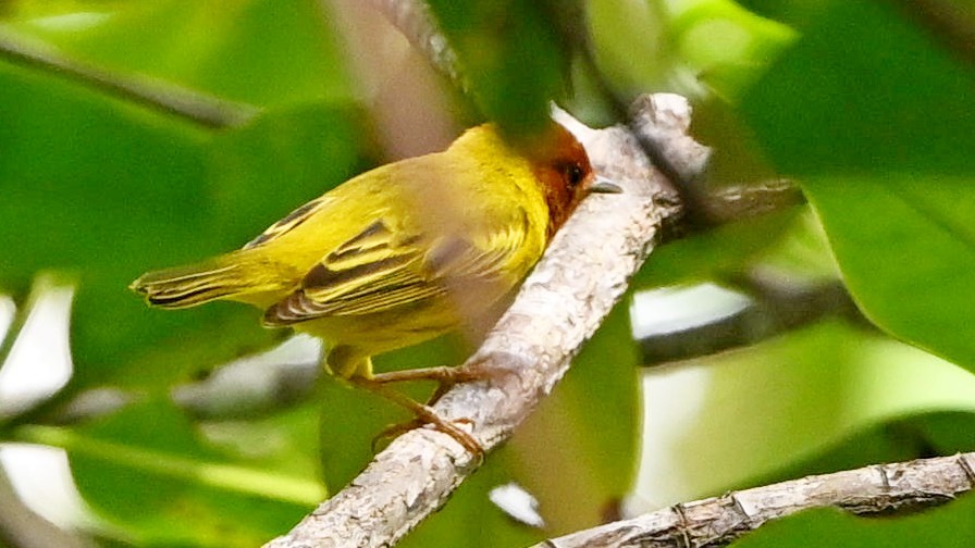 Yellow Warbler (Mangrove) - ML643151225