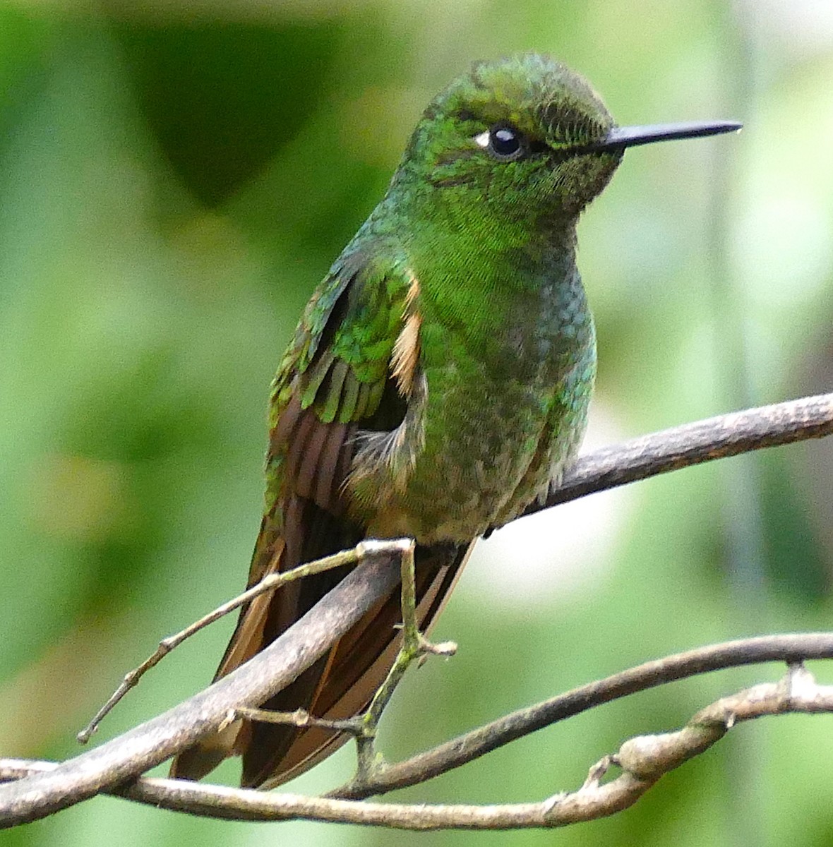Buff-tailed Coronet - ML643151228