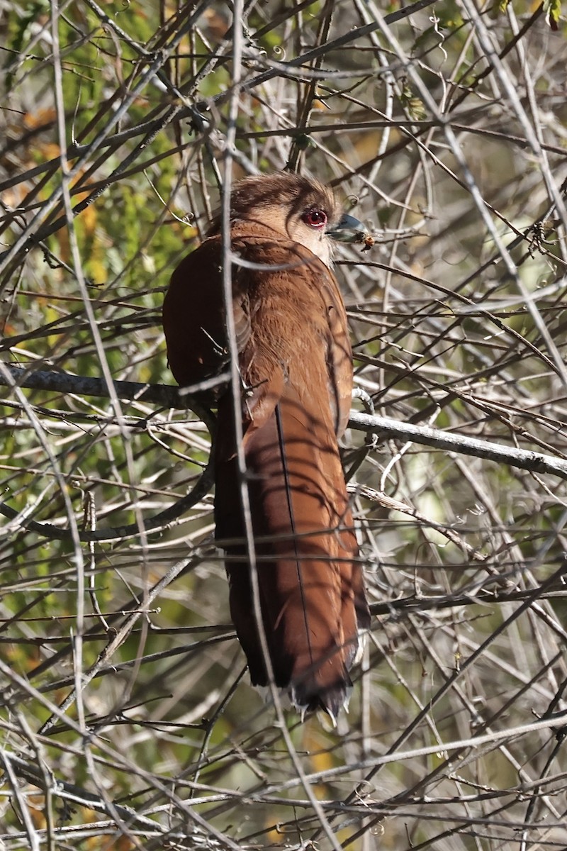 Squirrel Cuckoo (Amazonian) - ML643151230