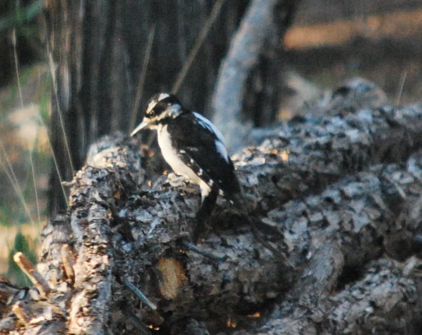 strakapoud americký (ssp. orius/icastus) - ML643151244