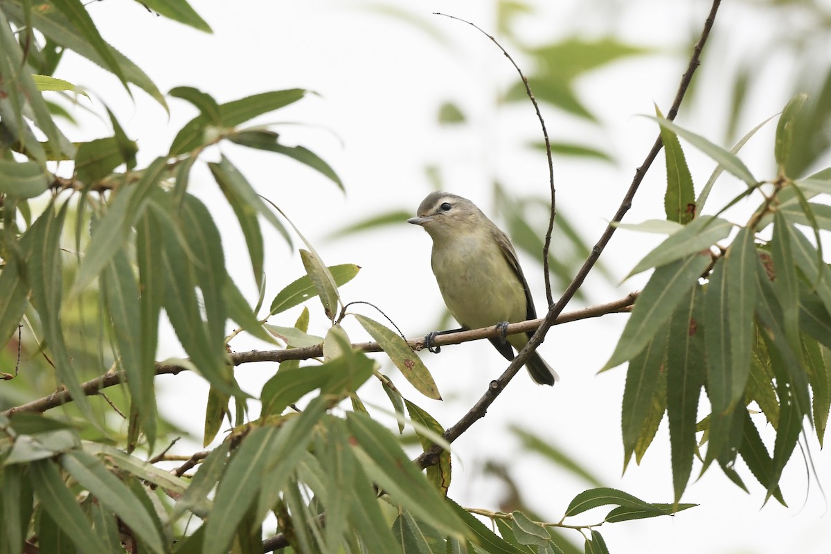 Vireo Gorjeador - ML643151280