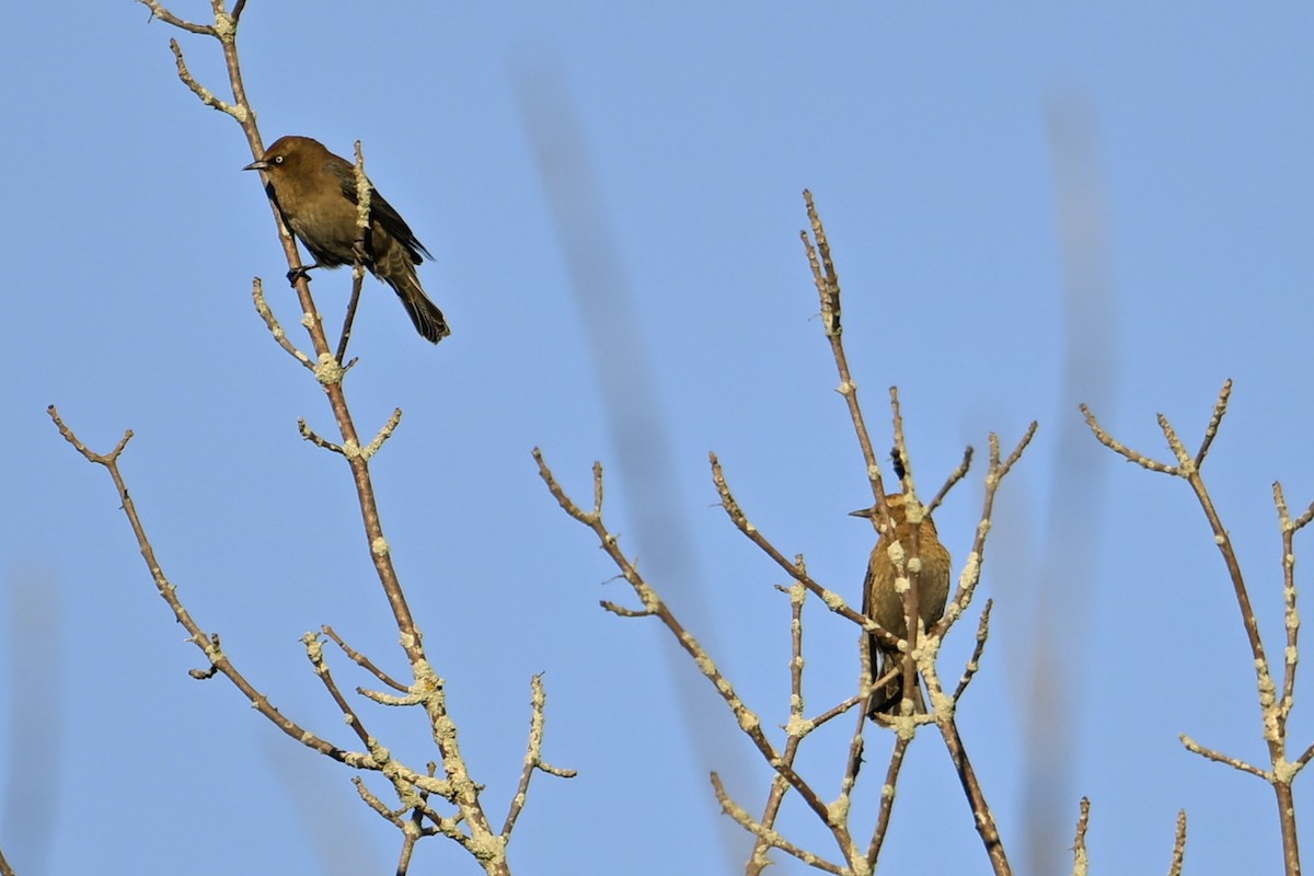 Rusty Blackbird - ML643151303