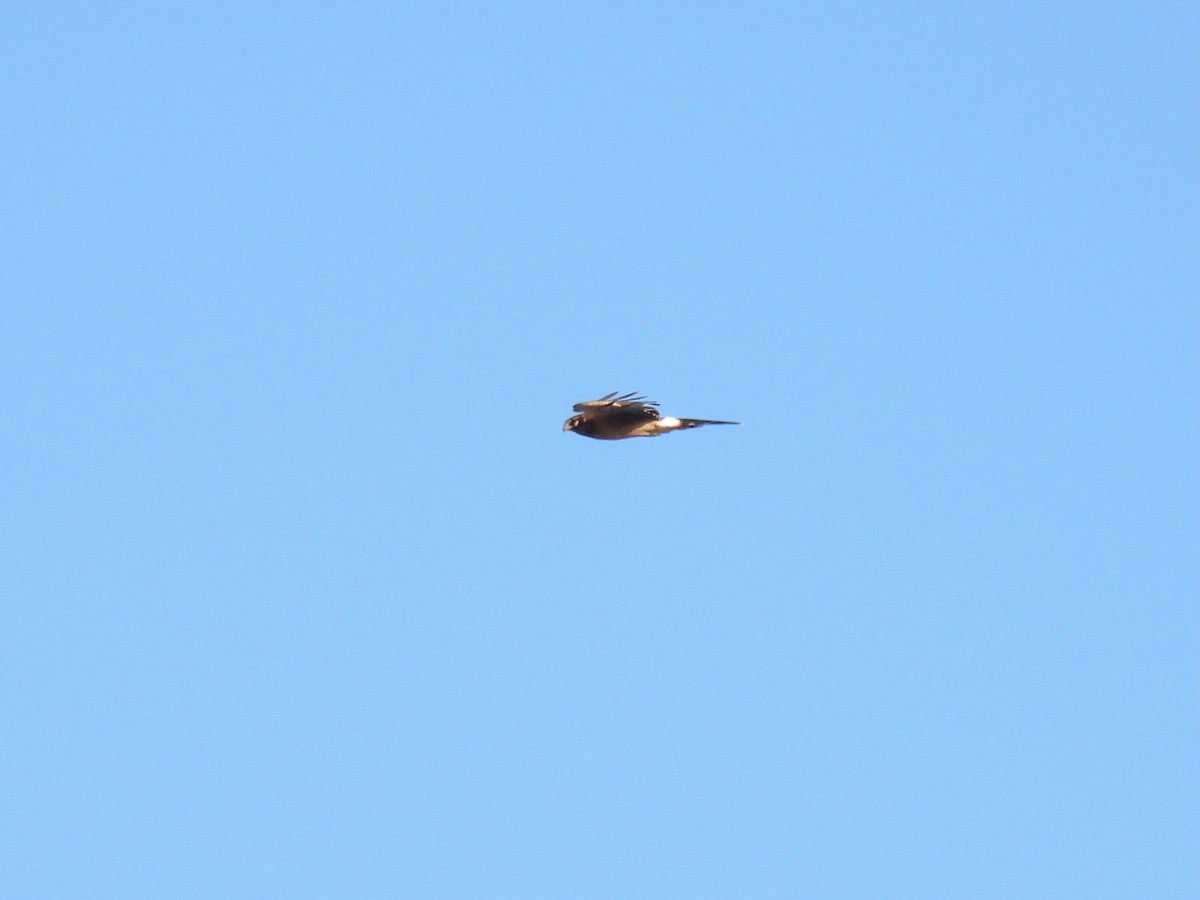 Northern Harrier - ML643151311
