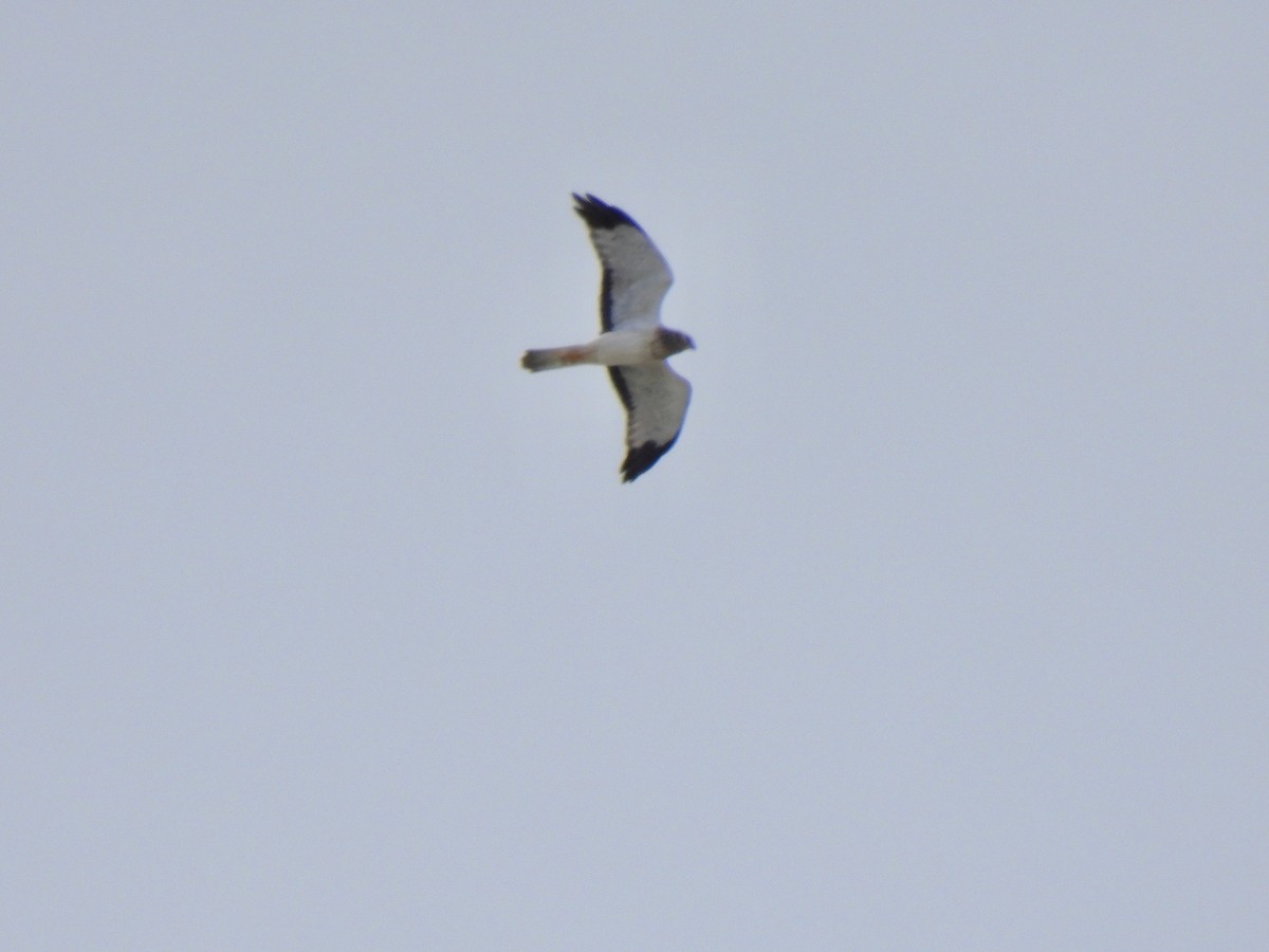 Northern Harrier - ML643151312