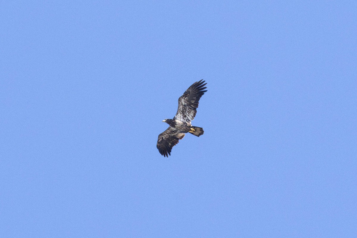 Bald Eagle - ML643151316