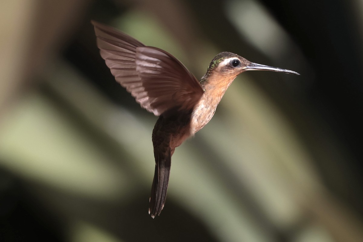 Hook-billed Hermit - ML643151318