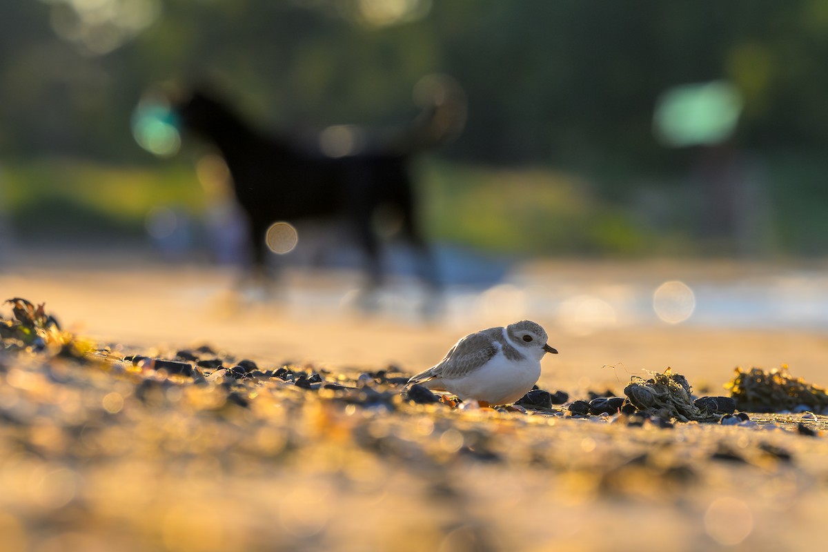 Пісочник жовтоногий - ML643151331
