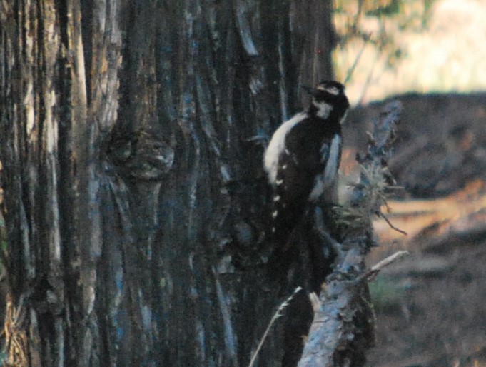 strakapoud americký (ssp. orius/icastus) - ML643151332