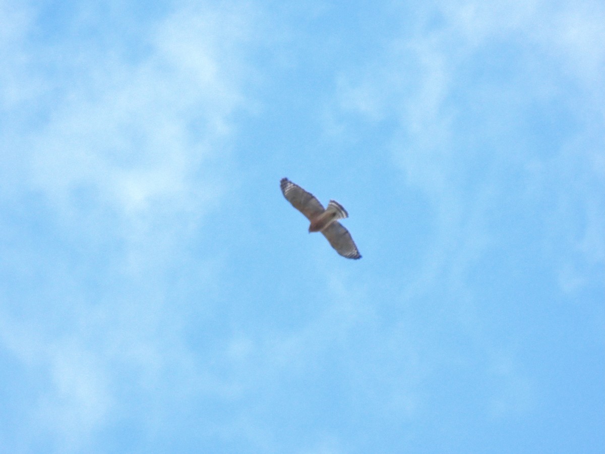 Red-shouldered Hawk - ML643151333