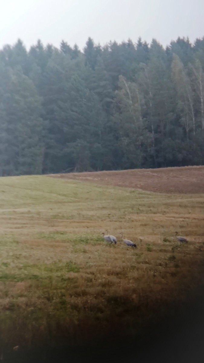 Common Crane - ML643151336