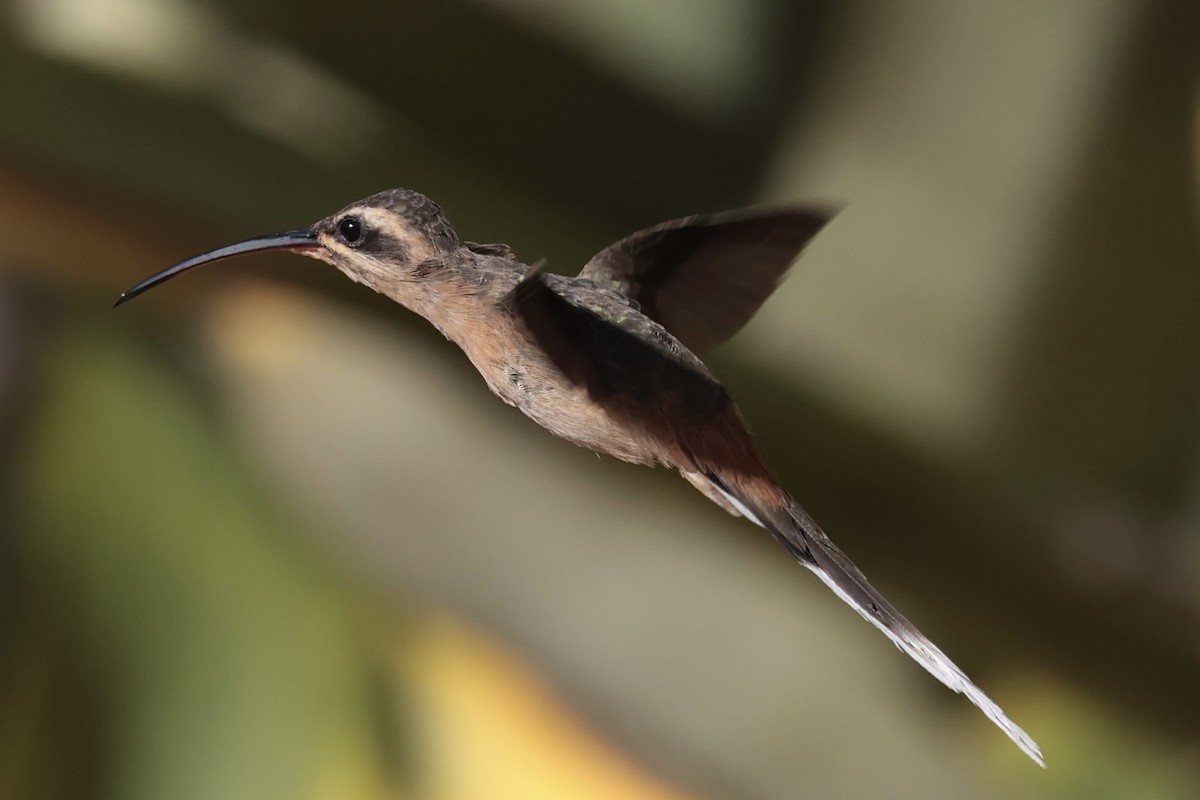Planalto Hermit - ML643151346