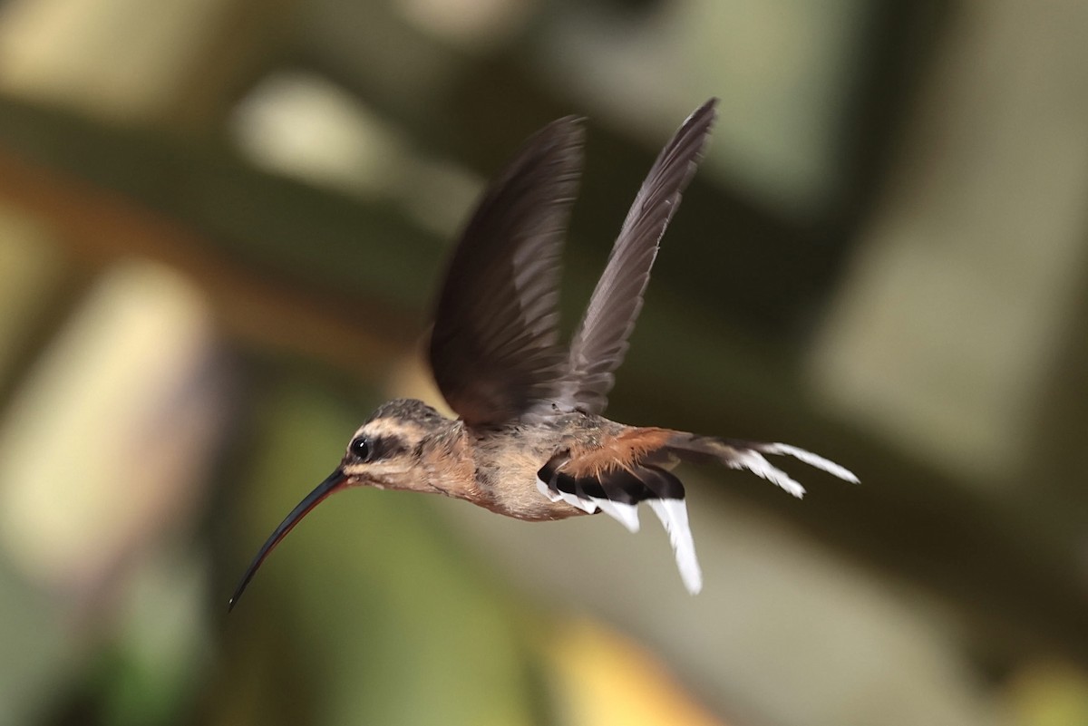 Planalto Hermit - ML643151347