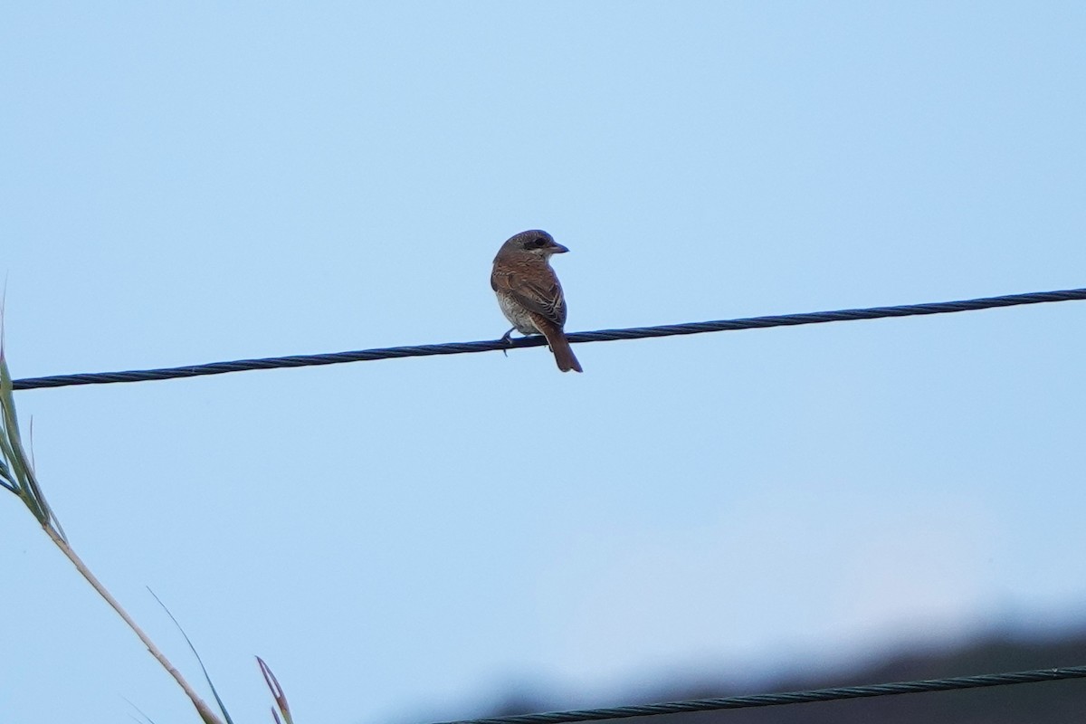 Red-backed Shrike - ML643151389