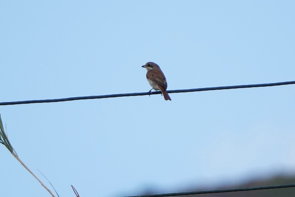 Red-backed Shrike - ML643151391