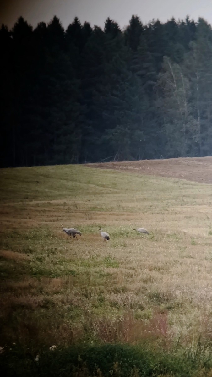 Common Crane - ML643151401