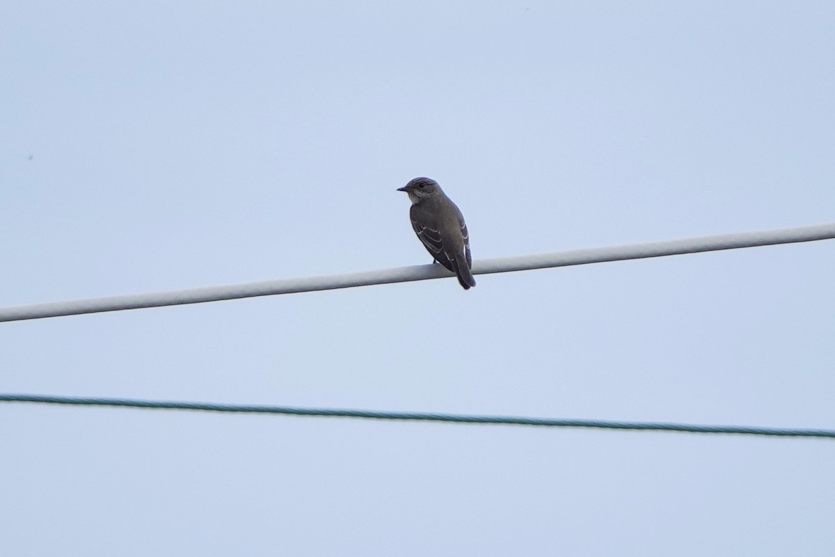 Spotted Flycatcher - ML643151417