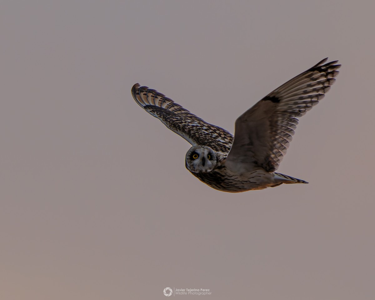 Short-eared Owl - ML643151433