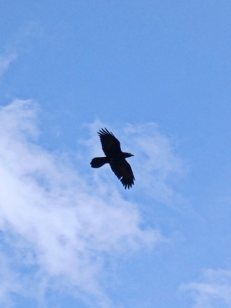 Common Raven - ML643151454