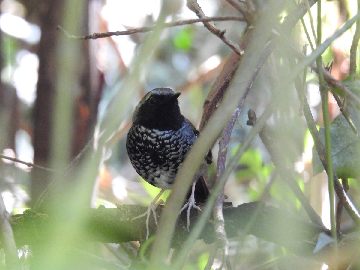 Squamate Antbird - ML643151494