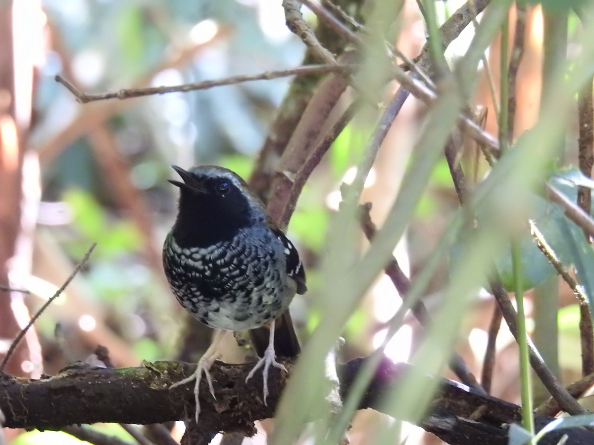 Squamate Antbird - ML643151495