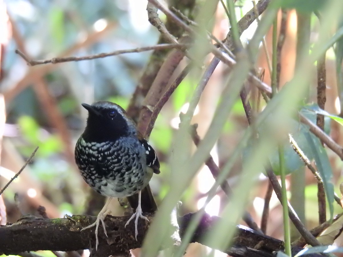 Squamate Antbird - ML643151496