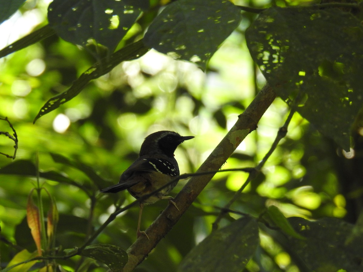 Squamate Antbird - ML643151497