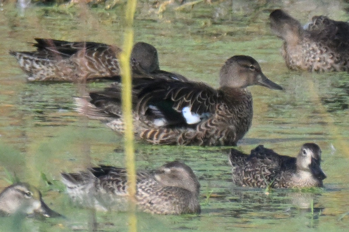 Sarcelle à ailes bleues - ML643151513