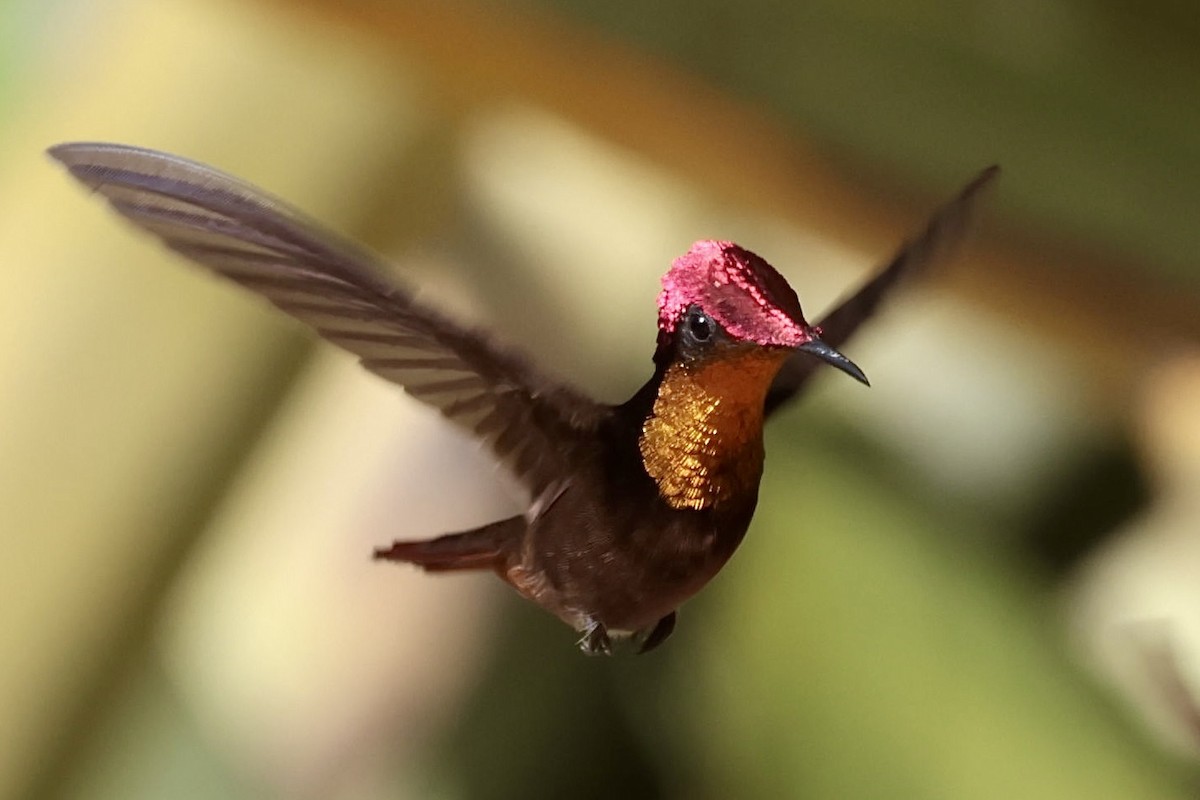 Ruby-topaz Hummingbird - ML643151534