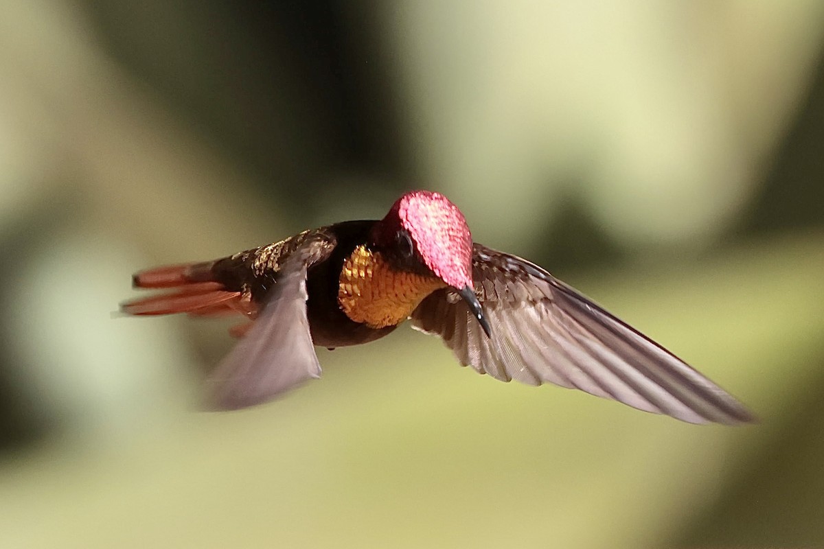 Ruby-topaz Hummingbird - ML643151535