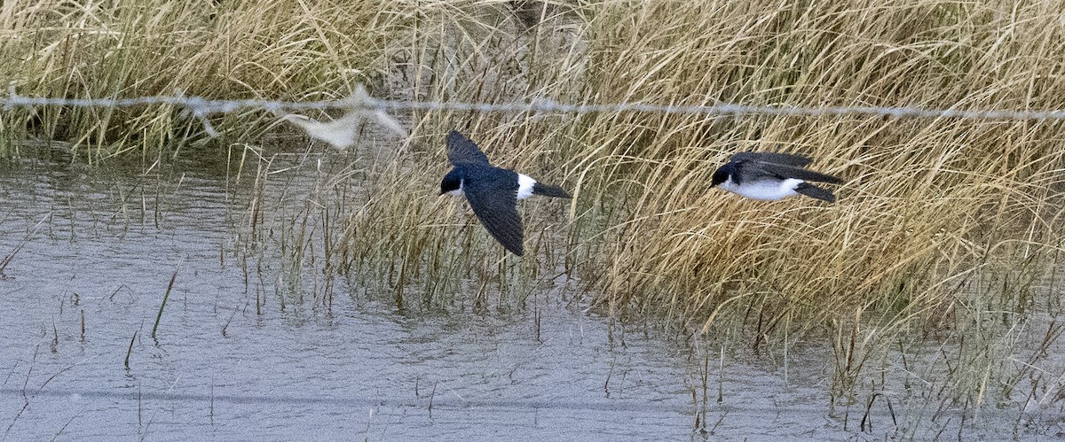 Chilean Swallow - ML643151546