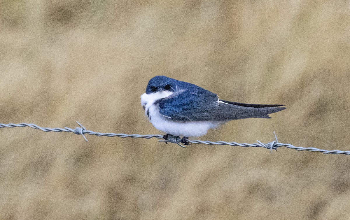 Chilean Swallow - ML643151547