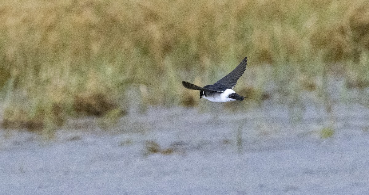 Chilean Swallow - ML643151548