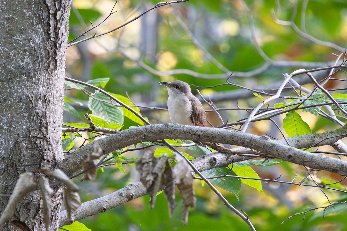 Yellow-billed Cuckoo - ML643151550