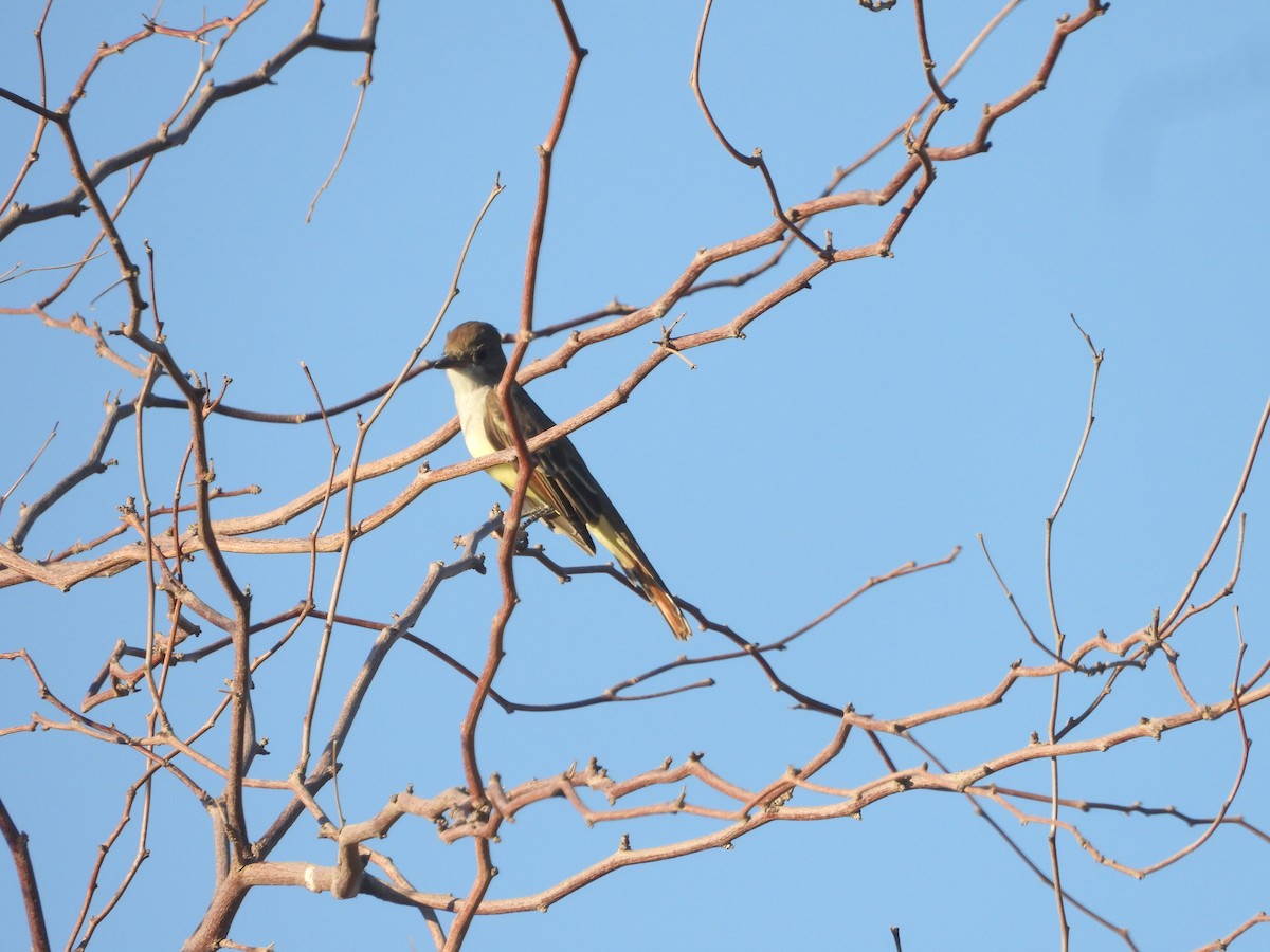 Ash-throated Flycatcher - ML643151553