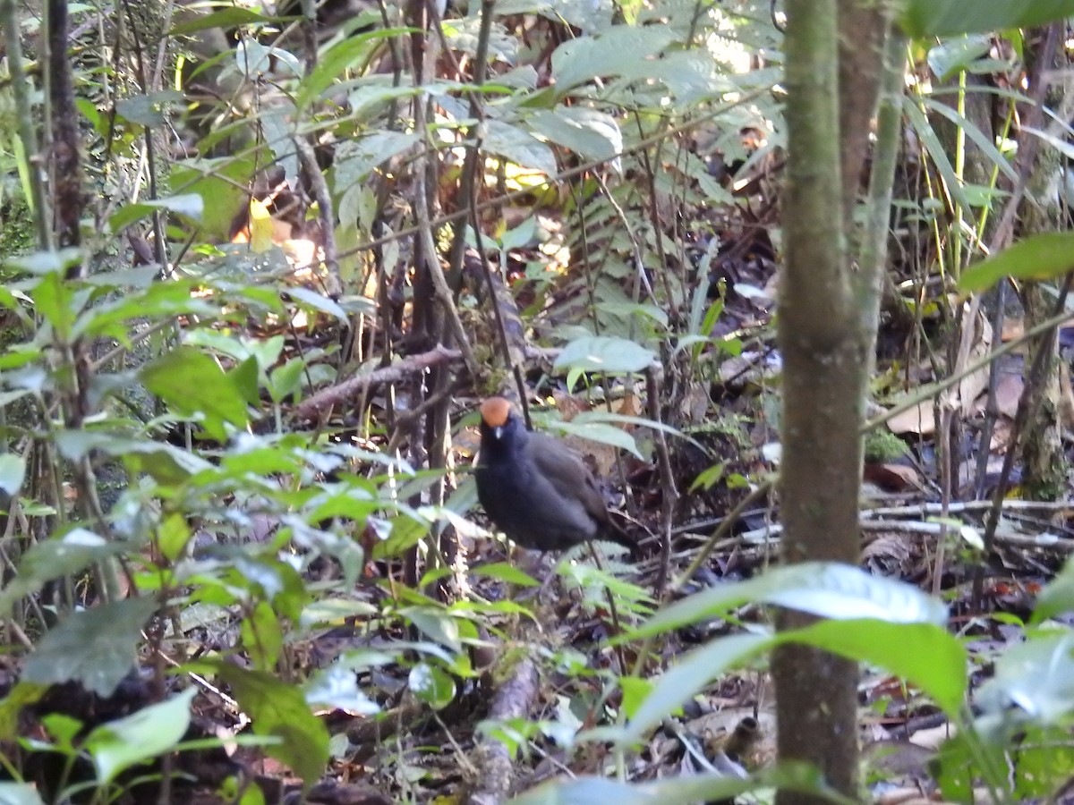 Rufous-capped Antthrush - ML643151554