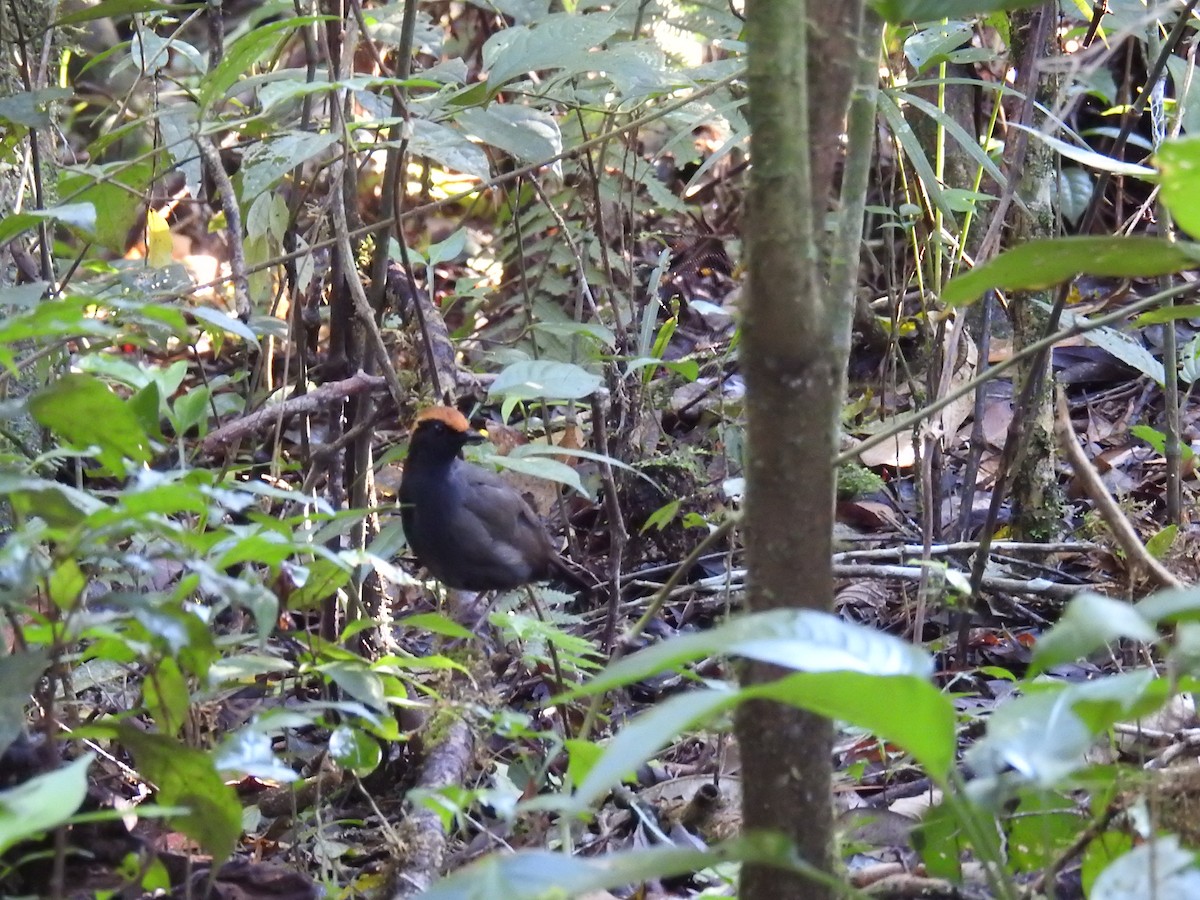 Rufous-capped Antthrush - ML643151555