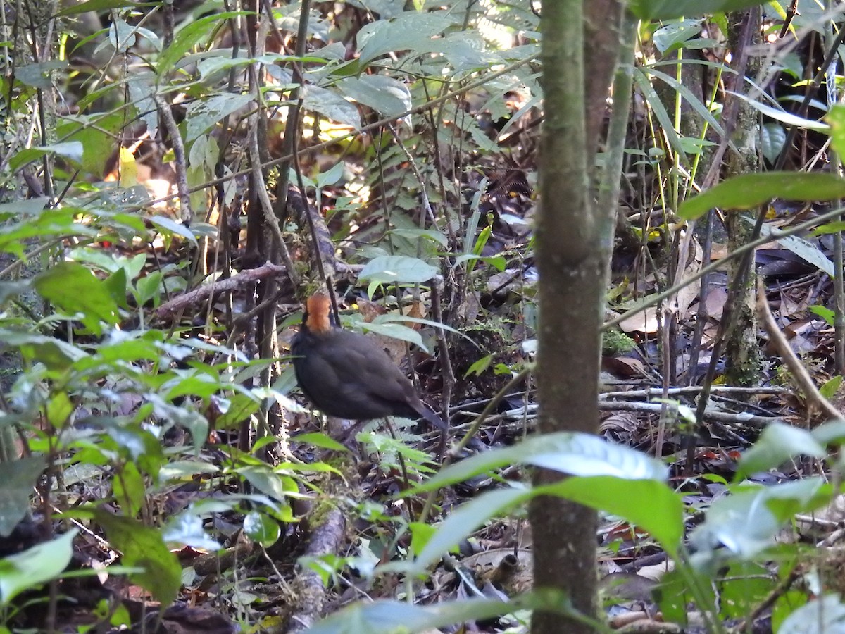 Rufous-capped Antthrush - ML643151556