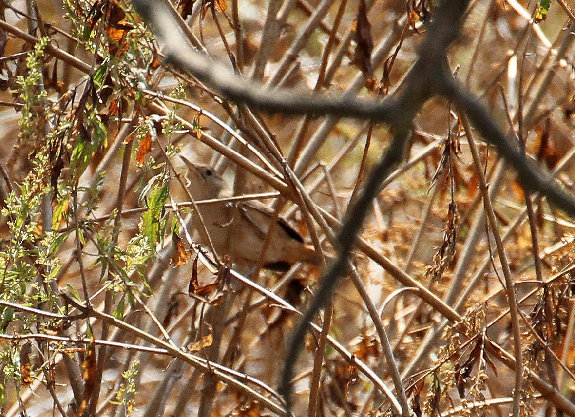 Southern House Wren - ML643151572