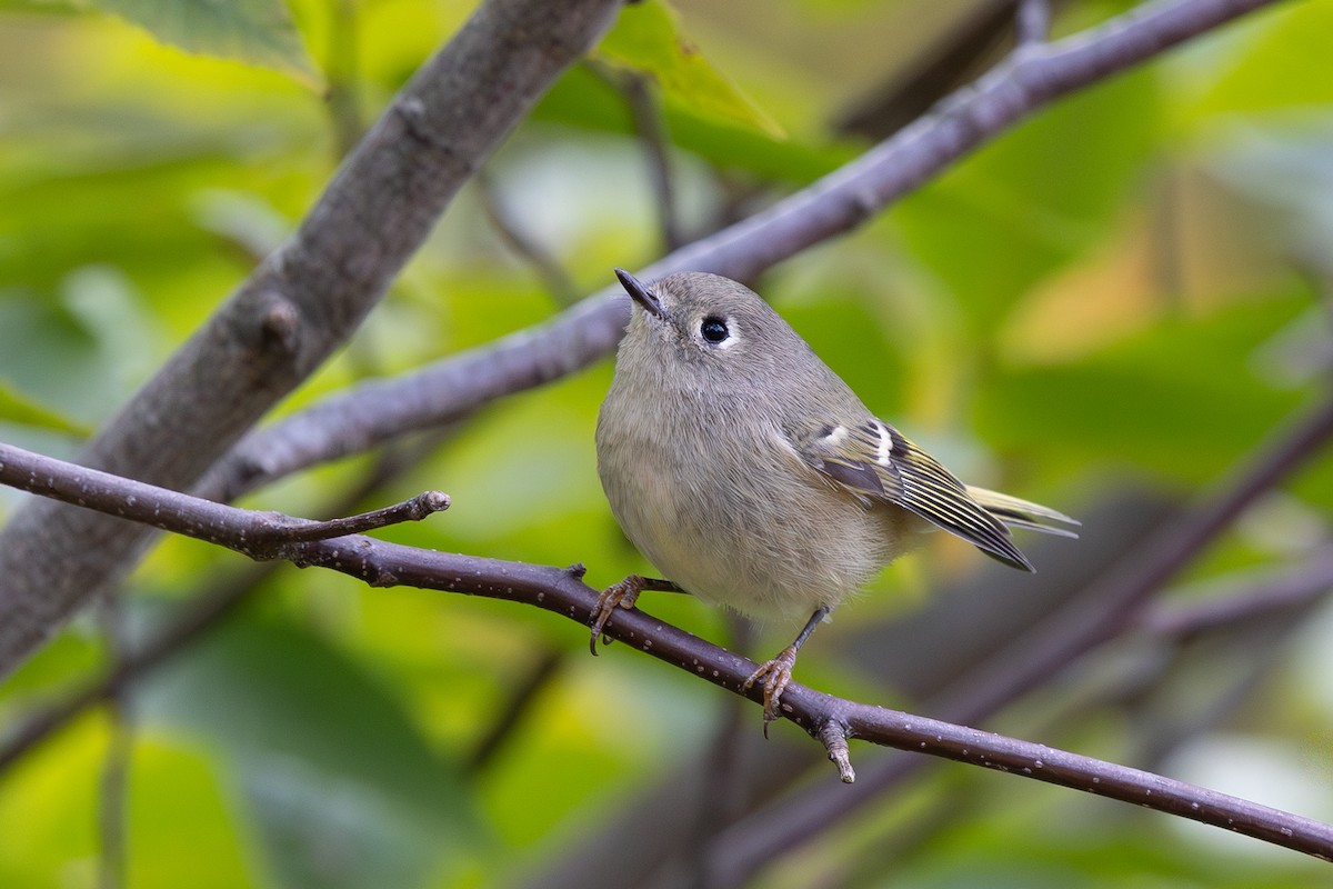 Ruby-crowned Kinglet - ML643151588