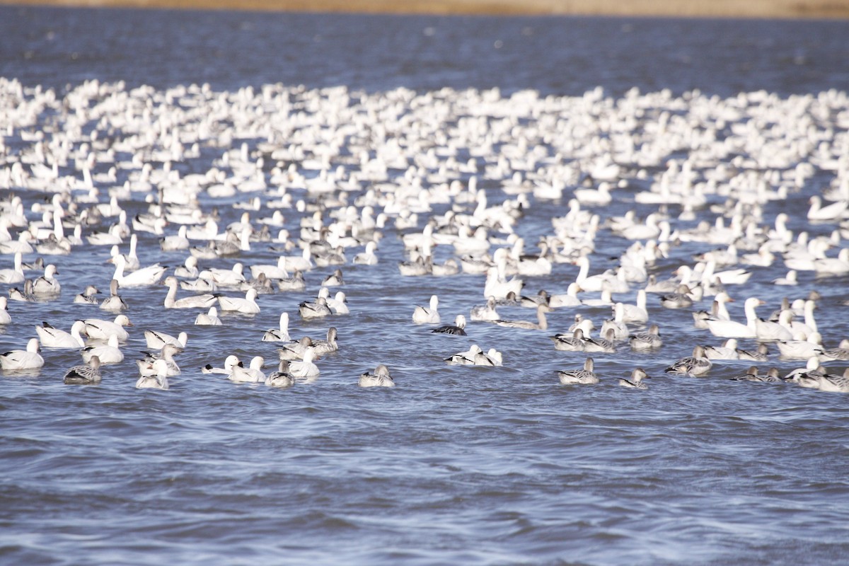 Snow Goose - ML643151621