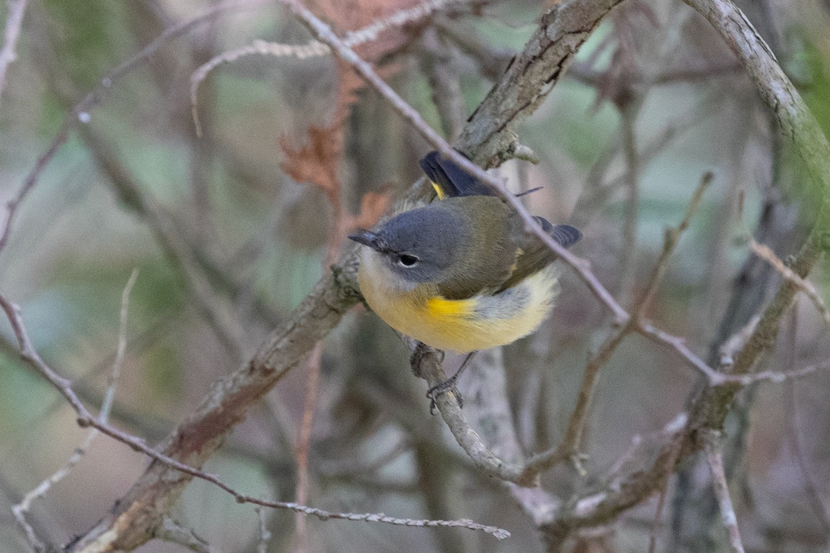 American Redstart - ML643151623