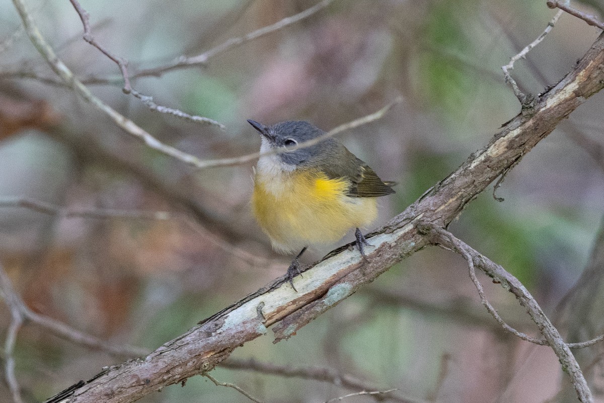 American Redstart - ML643151624
